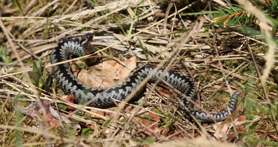 Opováž sa na mňa stupiť !