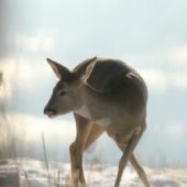 ...juj to sú dobrôtky...