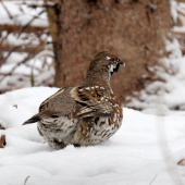 úspešná naháňačka :o)