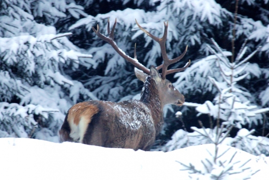 ...odchod do bezpečia...