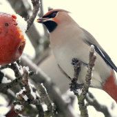 ...chutné jabĺčko...