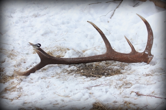 ...konečne som tú ťarchu zhodila :o)