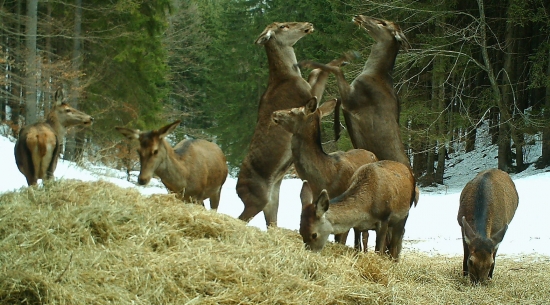 ...zvada o steblo sena...