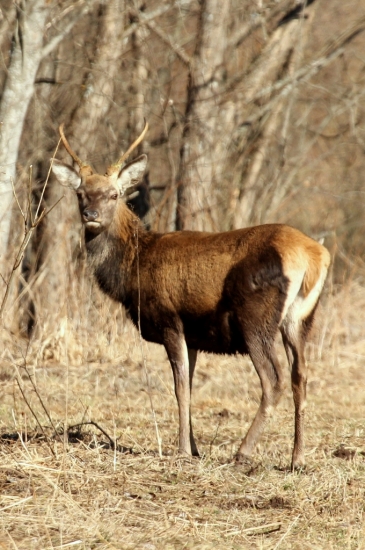 junáčik
