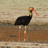 ...lov pri východe slnka...