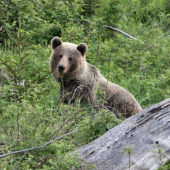 ...medvedí pohľad...