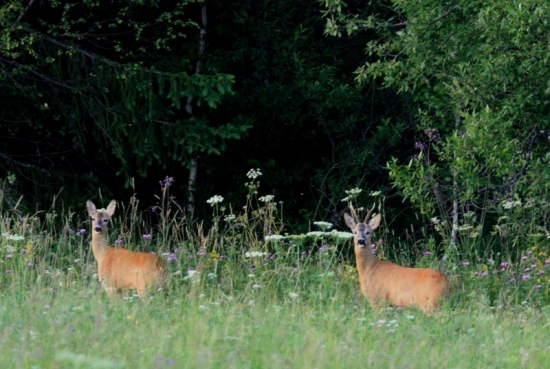 srnčia ruja 2013