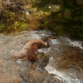 Samkova úspešná dohľadávka