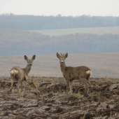 Párik na prechádzke