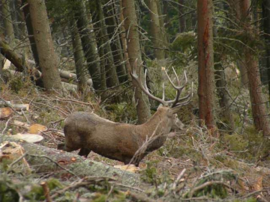 Kde sú tie jeleničky