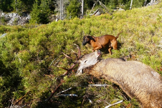 Úspešne dohľadaný