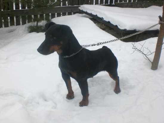 Chop - Brit po druhé