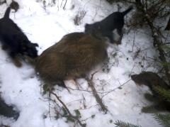 Spoločná poľovačka sa psom podarila