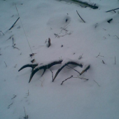 14-torak