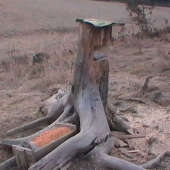 solisko
