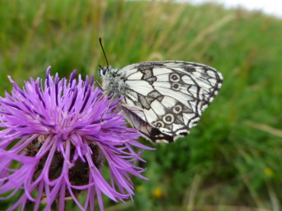 očkáň timotejkový