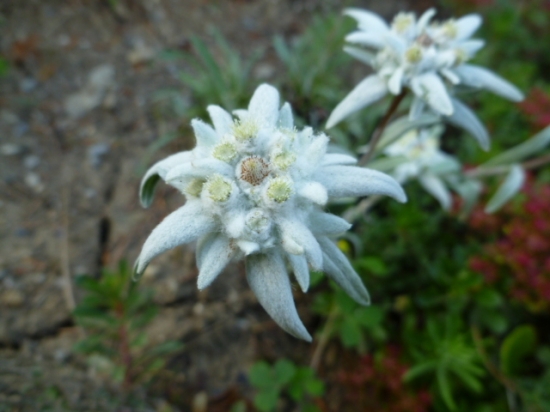 kvet horských strelcov