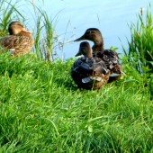 viete aká je najlepšia kačka?