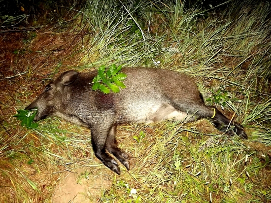 ked sa lanštiačik po búrke pomýli...