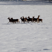 Poľanská vysoka zver