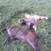 jazvec na spoločnej poľovačke