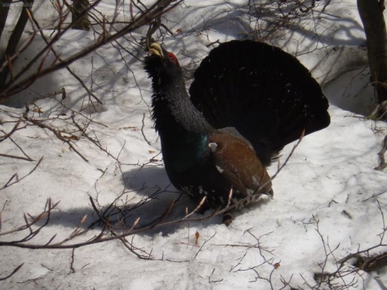 bratov fotoulovok z Kriznej