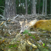 dnesny od kaplicky...