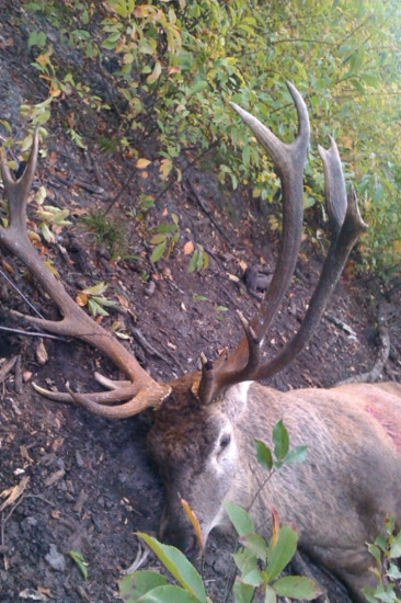 Otcov jeleň k 50.ke