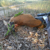 V prvých ranných lúčoch