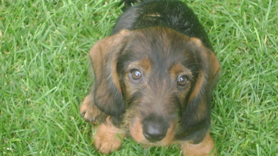 GIZA Kamenný most I