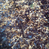 dnes na (ne)uspesnej polovacke