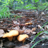 Kurjatka