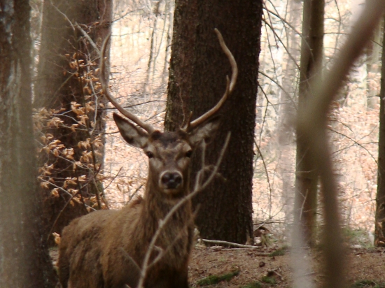 nepravidelný 6tor...