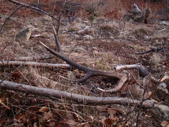 dnes pár Zajtra dám ďalšie