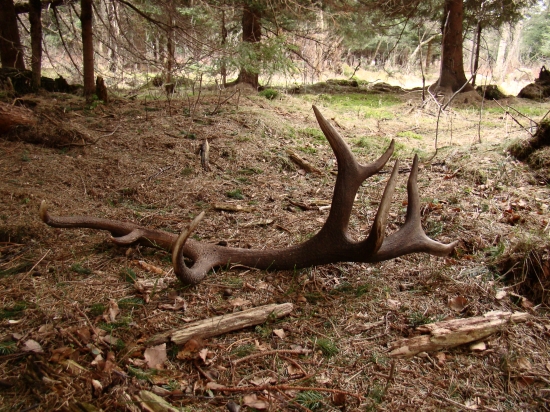 druhá časť koruny kráľa