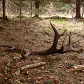 druhá časť koruny kráľa