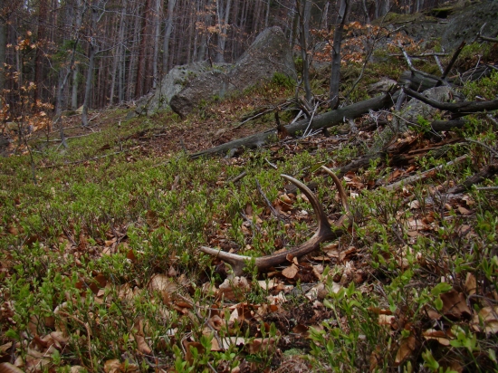 dvaja boli na vzdialenosť 5 metrov, ale nie je to par. Zajtra dám ďalšie