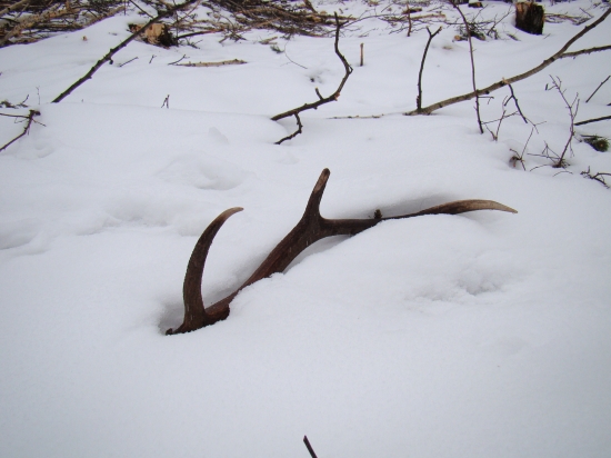 mám škodnika :) 75cm