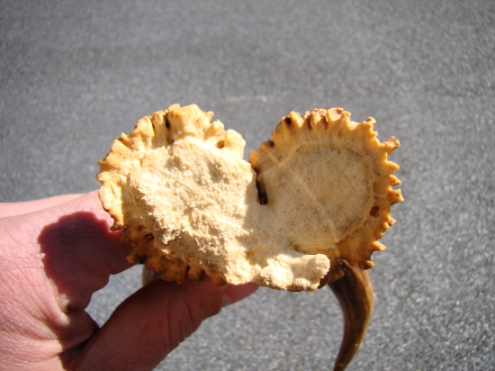 Dva v jednom!!!To sa nestáva často :) 2