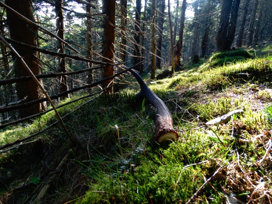 Dnesny,prvý v máji.