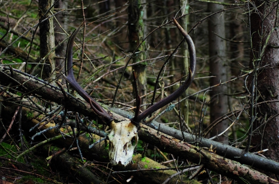 vytiahnuty zpod stromov