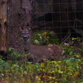 mal iba jeden a som ho našiel ID:324710