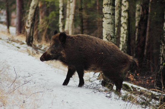 kanec