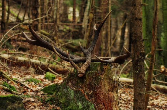 Krásne perlovaný a dedko.