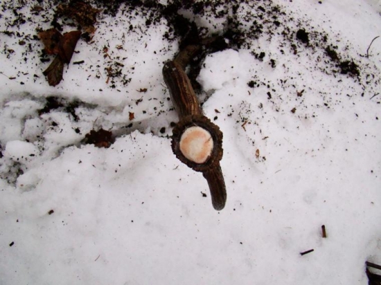 sestak cerstwy dnes detail