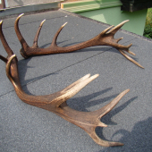 18torak nepravidelny