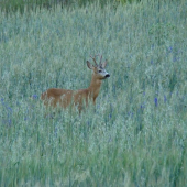 srnec v obilí