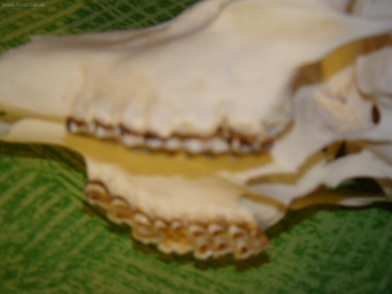 horná čelusť k foto ID 22870