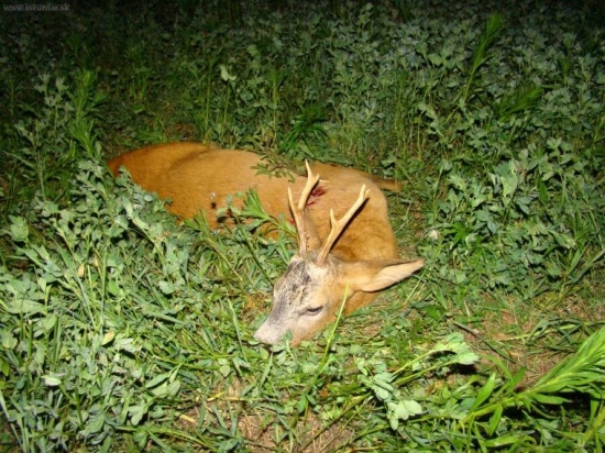 dnes večer so synom