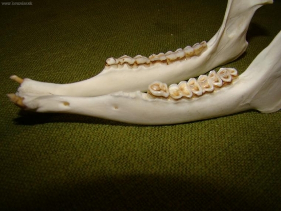 spodná čelusť k ID 22870